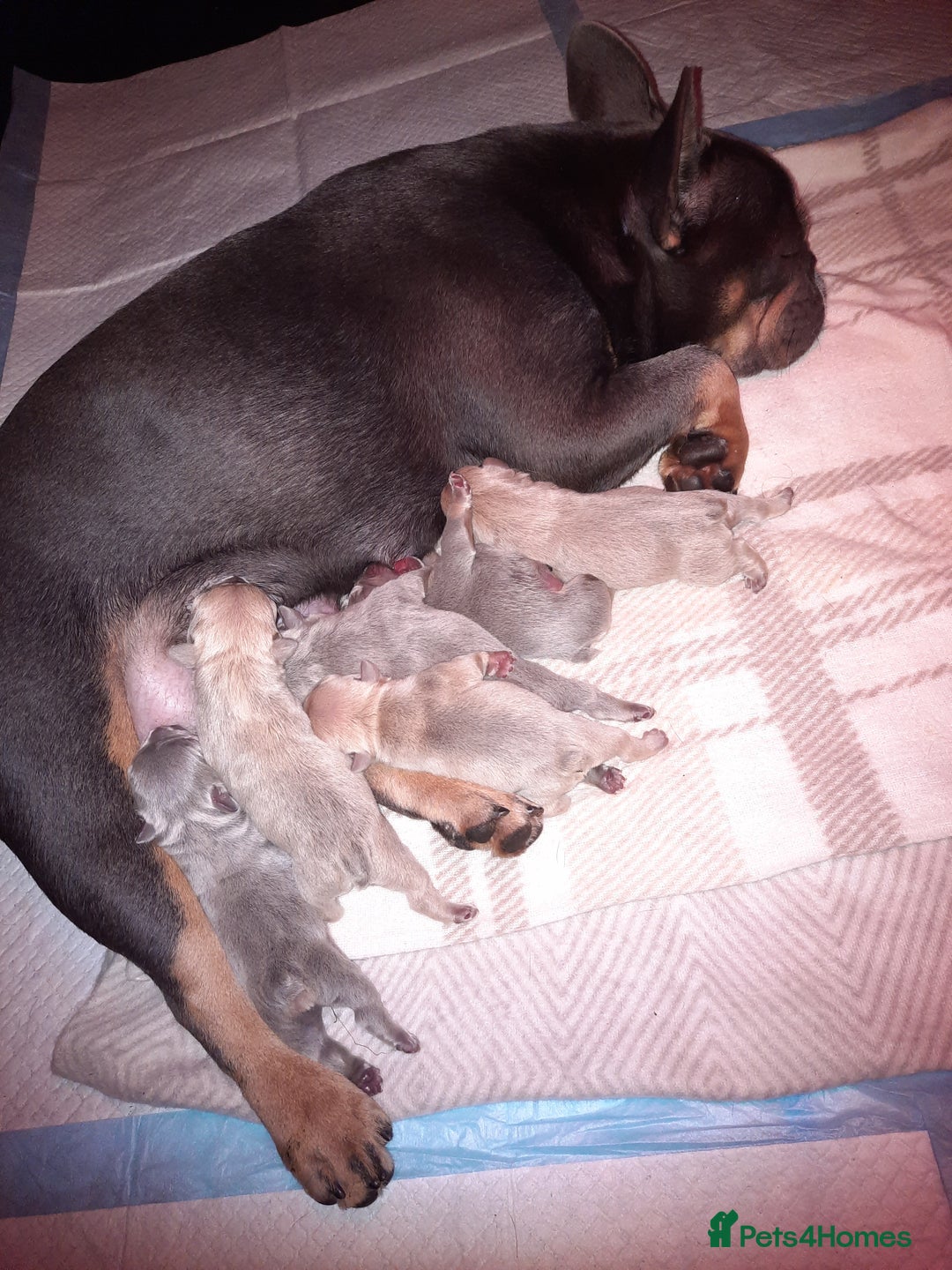 French Bulldog dogs for sale: 6 beautiful french bulldogs - Image 4