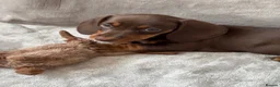 Miniature Dachshund dogs for sale: Chocolate and tan short haired mini dachshund  - Advert 19
