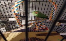 Ringnecks birds for sale: Peach she's a lovely ringneck - Image 2