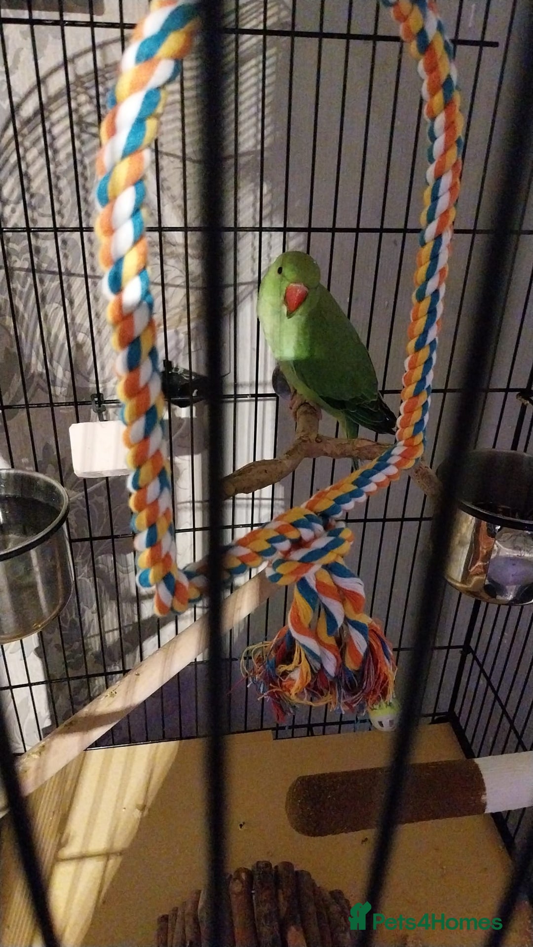 Ringnecks birds for sale: Peach she's a lovely ringneck - Image 2