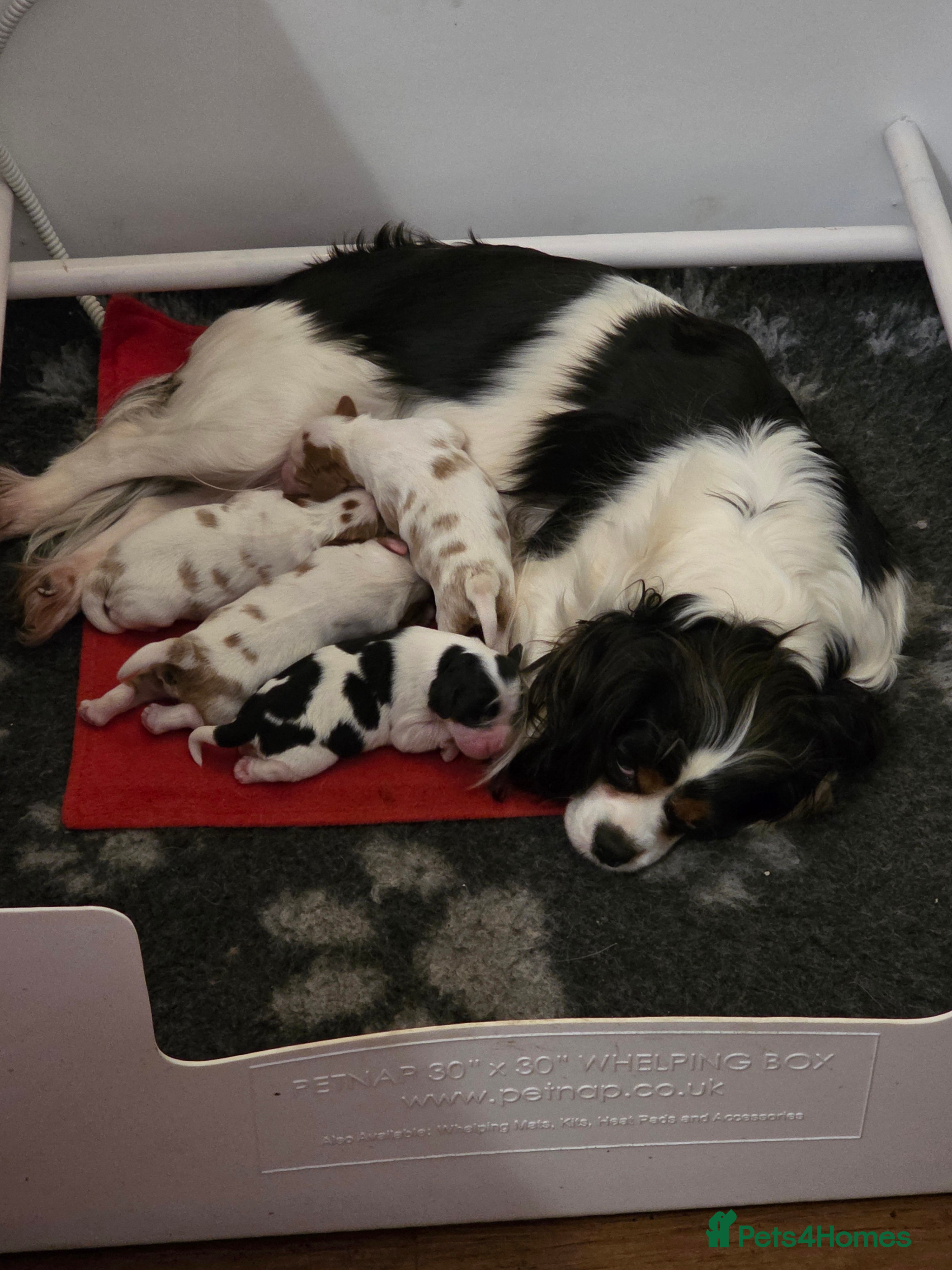 Cavalier King Charles Spaniel dogs Gorgeous cavalier king charles pups health tested - Advert 1