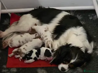 Cavalier King Charles Spaniel dogs Gorgeous cavalier king charles pups health tested - Advert 1
