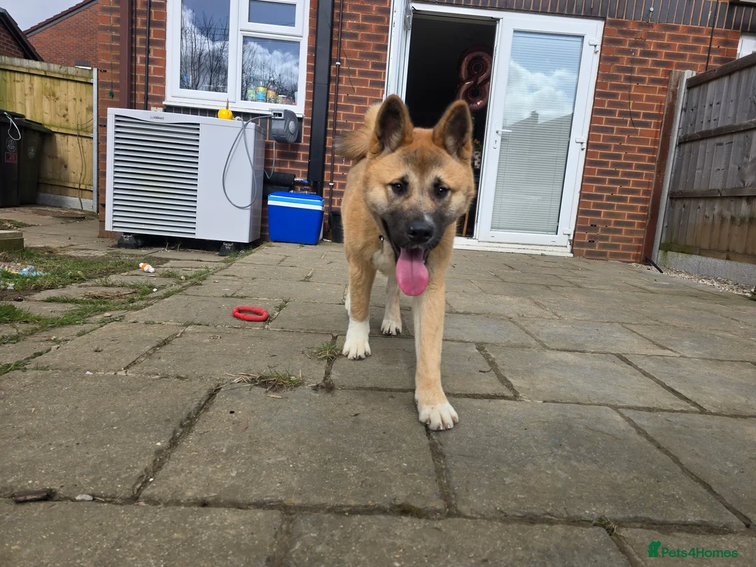 Akita dogs for sale: 7 months old Akita Puppy - Advert 5
