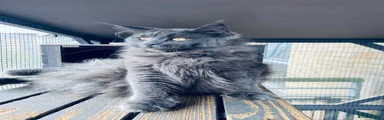 Maine Coon Kitten 6