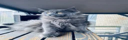 Maine Coon cats for sale: 💙*🦁*BLUE MAINE COON*💎*KITTENS*🦁*💙 - Advert 22