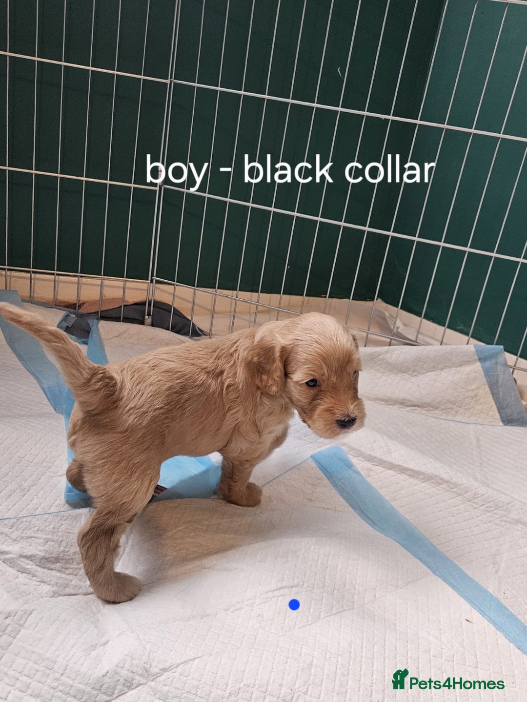 Cockapoo dogs for sale: Beautiful F2 Cockapoo’s for sale £900 - Image 4