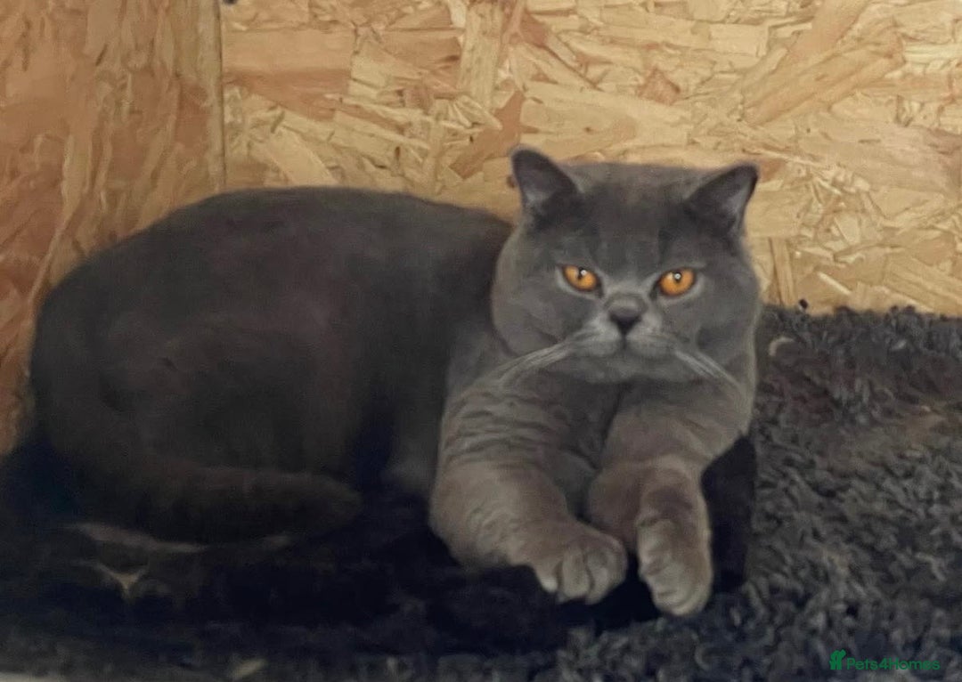 British Shorthair cats for stud: Champion Blue Boy, Kotoffski Lines FOR STUD - Advert 5