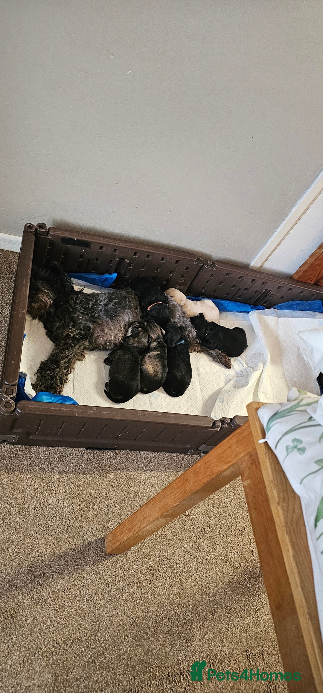 Schnoodle dogs for sale: Perfect schnoodles - Advert 1