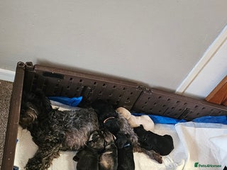 Schnoodle dogs Perfect schnoodles - Advert 5