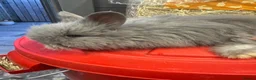 Angora rabbits for sale: Full face Angora babies - Advert 6