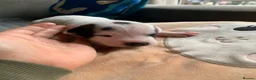 Staffordshire Bull Terrier dogs for sale: Staffordshire bull terrier  - Advert 17