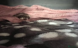 Ferret rodents for sale: FERRET FOR SALE - Image 4