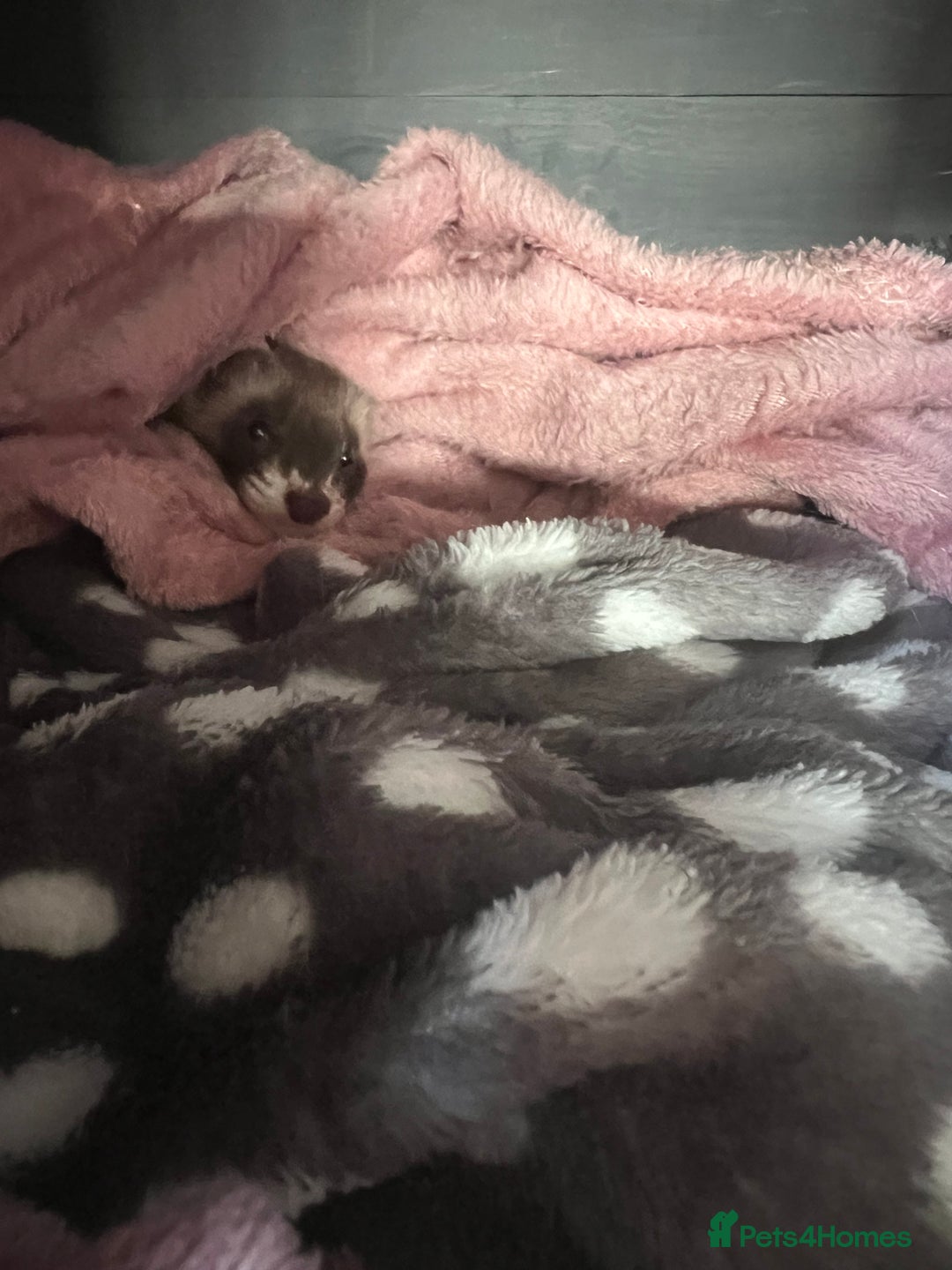 Ferret rodents for sale: FERRET FOR SALE - Image 4