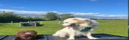 Golden Retriever dogs for sale: Sully&Bambi Looking for a Forever Home Together ❤️ in Stone - Advert 13