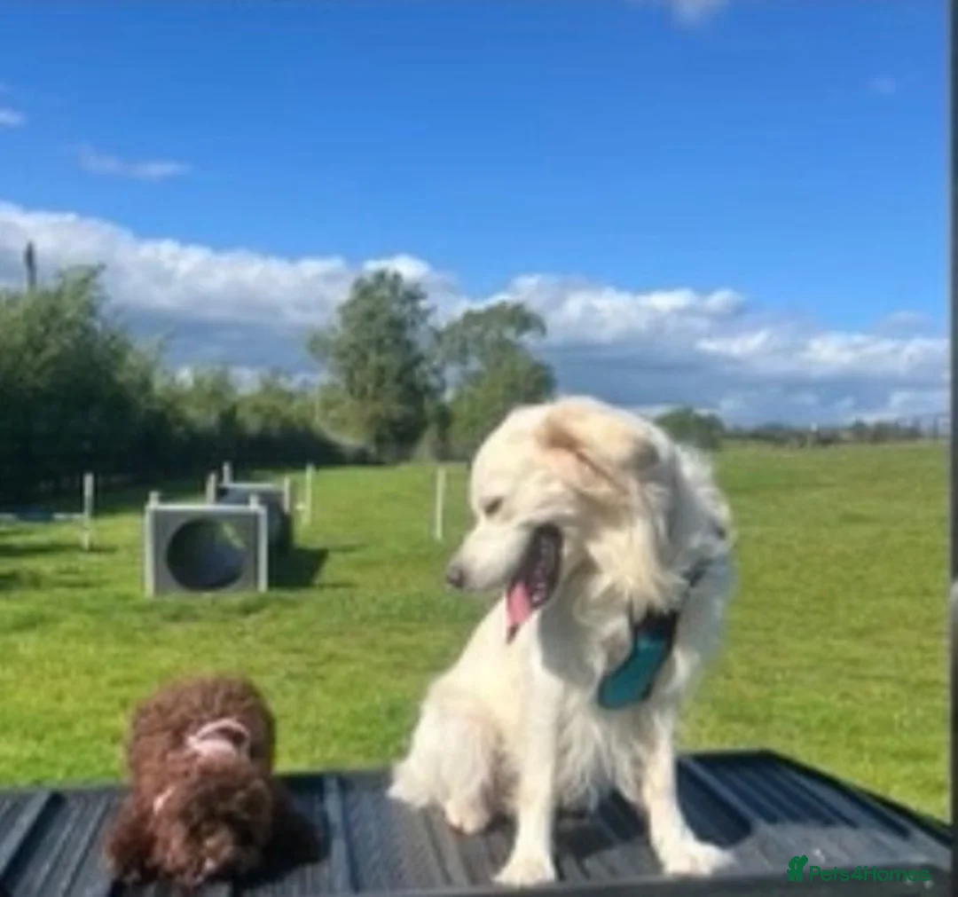Golden Retriever dogs for sale: Sully&Bambi Looking for a Forever Home Together ❤️ in Stone - Advert 13