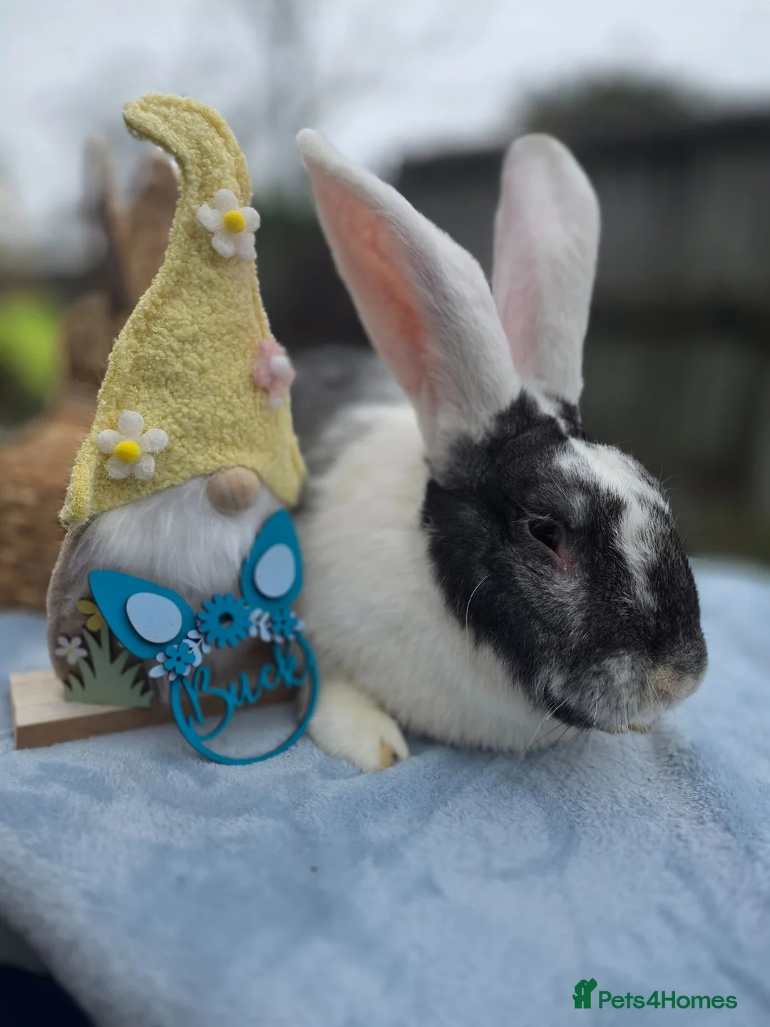 Continental Giant rabbits for sale: beautiful steel continental giant 🩷 for reserve  - Advert 7