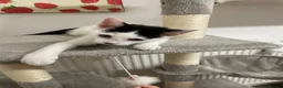Mixed Breed cats for sale: kitten in Manchester - Advert 3