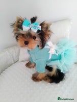 Yorkshire Terrier dogs 🩷Gorgeous yorkie girl available 🩷 - Advert 3