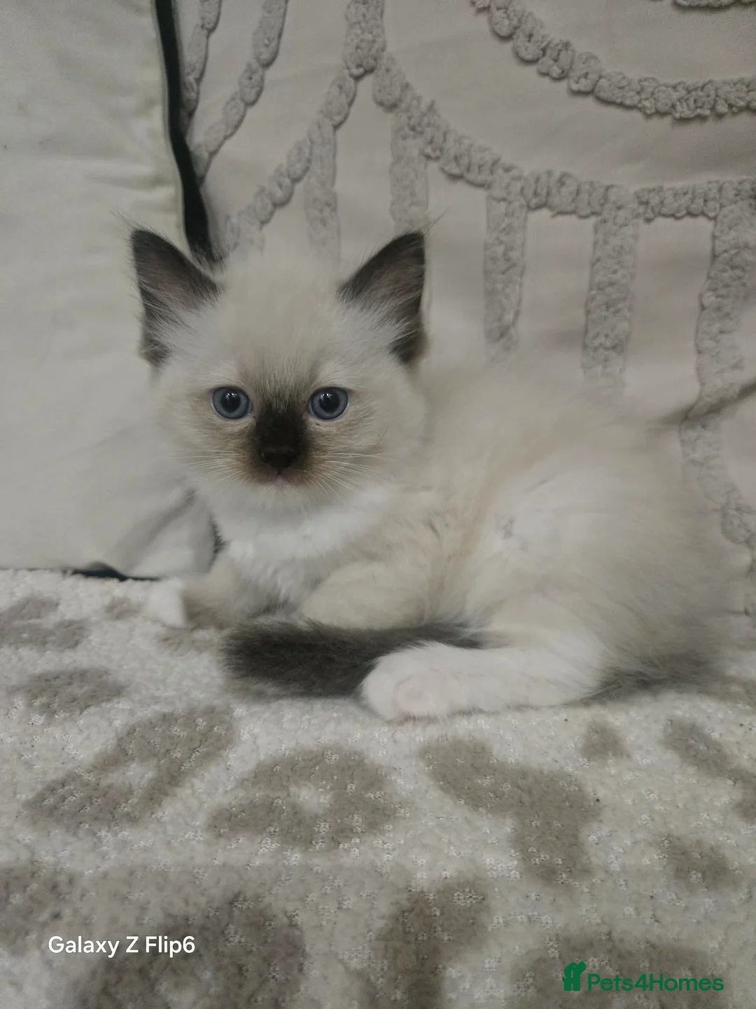 Ragdoll cats for sale: My last boy ragdoll  - Advert 26