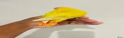 Lovebirds birds for sale: Hand reared lovebirds for sale  - Advert 20