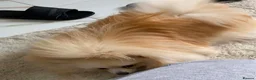 Pomeranian dogs for sale: Beautiful Pomeranian girls - Advert 8