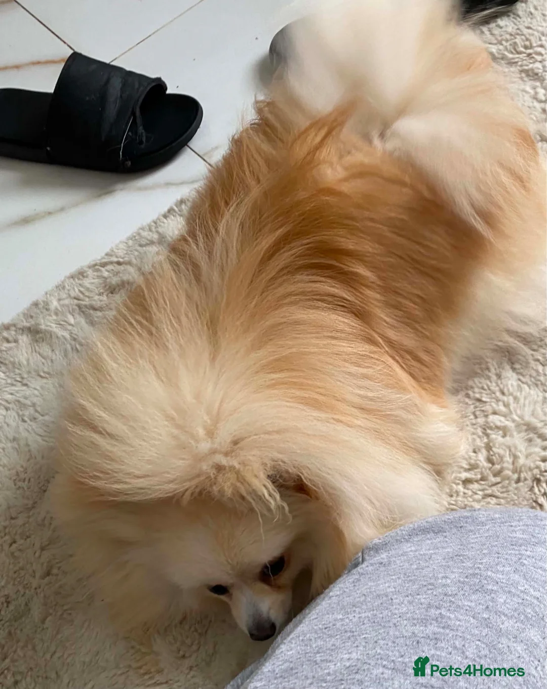 Pomeranian dogs for sale: Beautiful Pomeranian girls - Advert 8