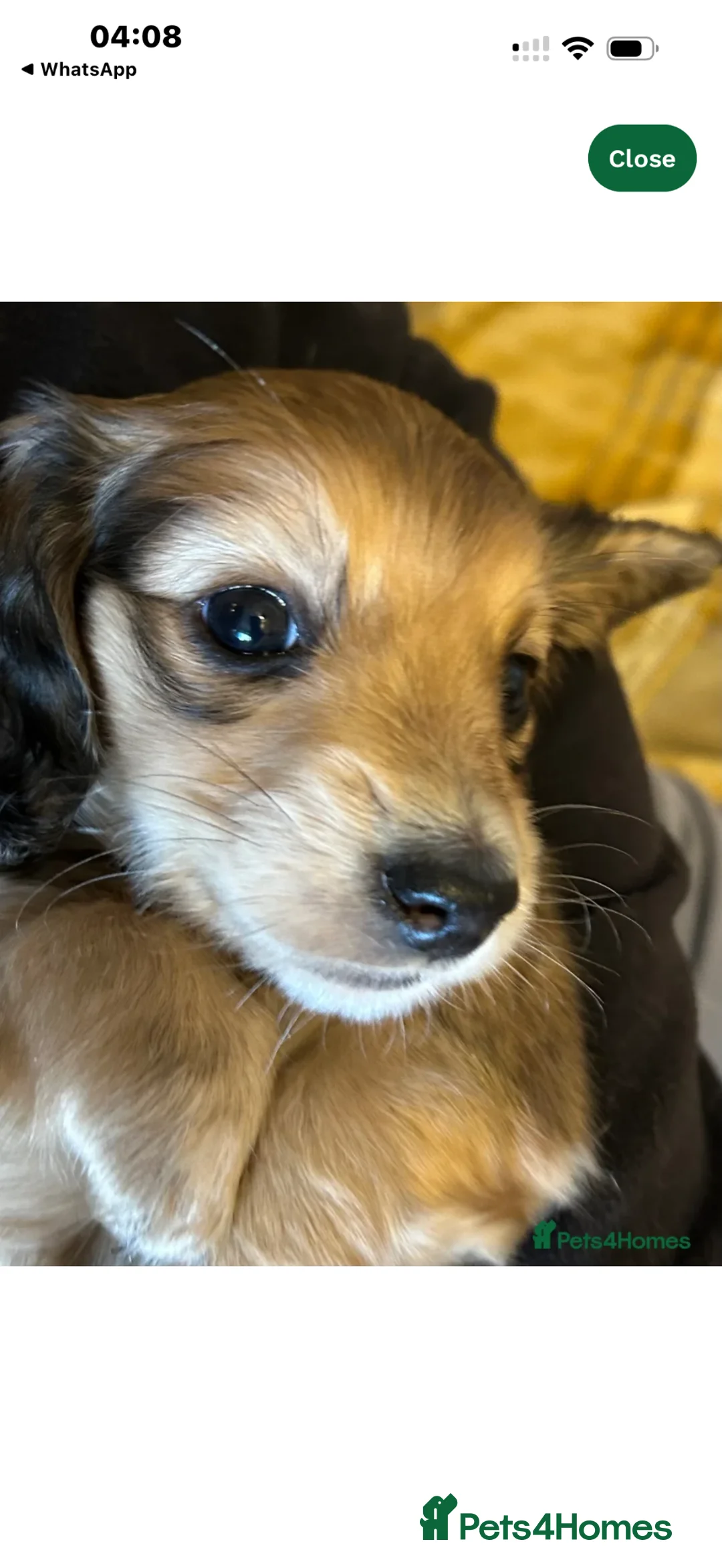 Miniature Dachshund dogs for stud: ee Cream Longhaired Miniature Dachshund for Stud - Advert 2