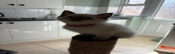 Ragdoll cats for sale: Bluepoint Ragdol female  - Advert 11