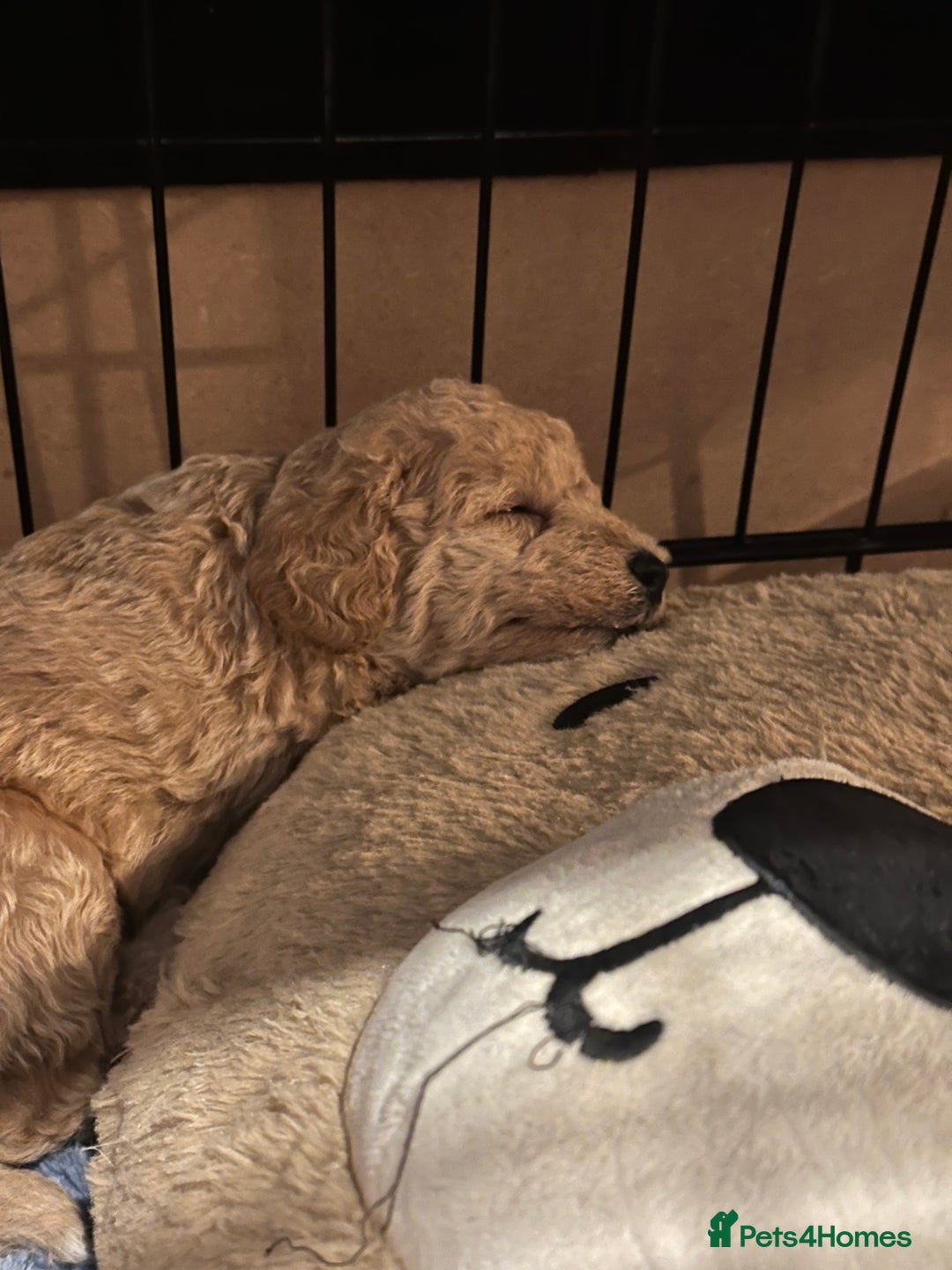Bordoodle dogs for sale: F1B Bordoodle Puppies - Image 17