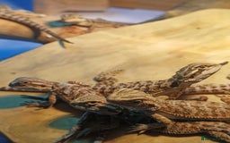 Bearded Dragon reptiles for sale: Baby bearded dragons £45 per baby  - Advert 5