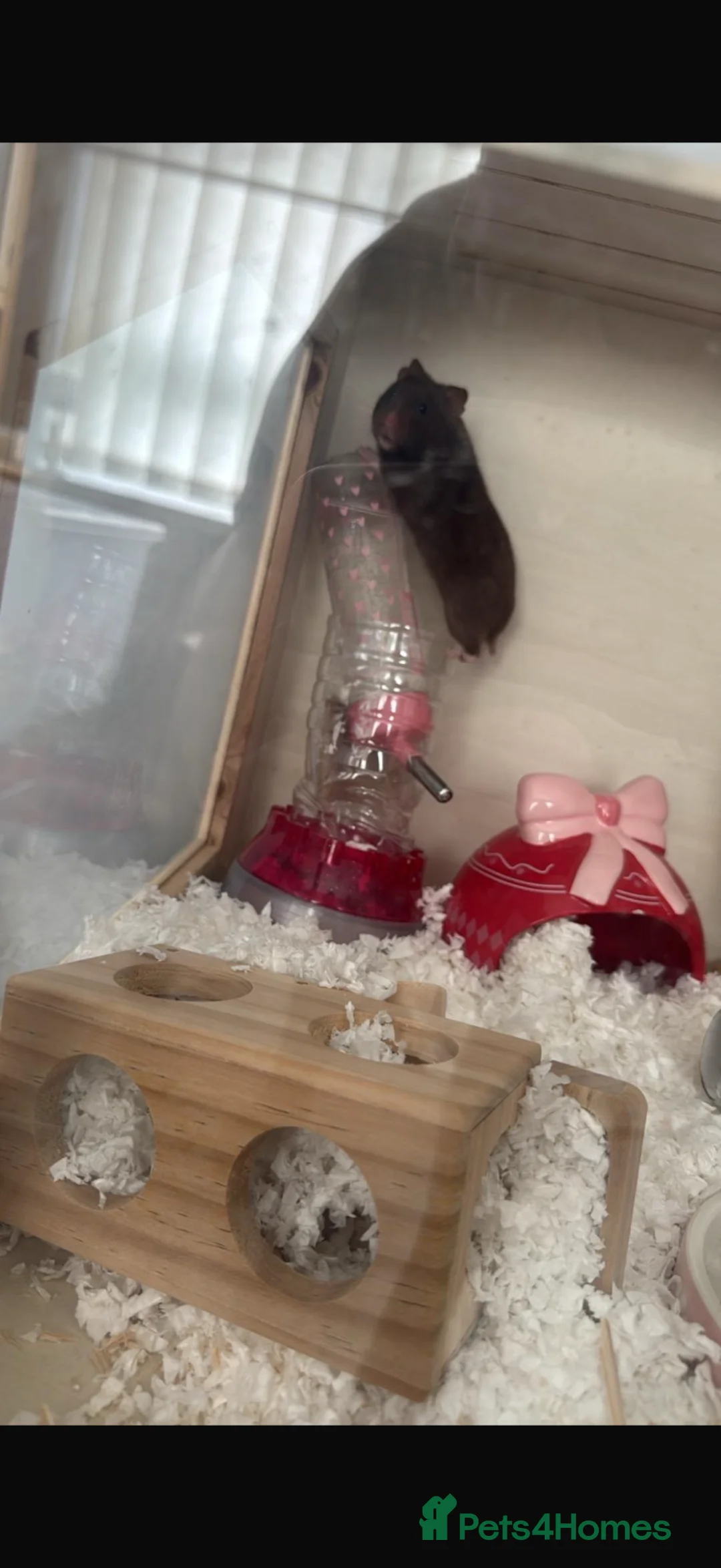 Hamster rodents for sale: Female Syrian Hamster with full cage set up  in Cheadle - Advert 1