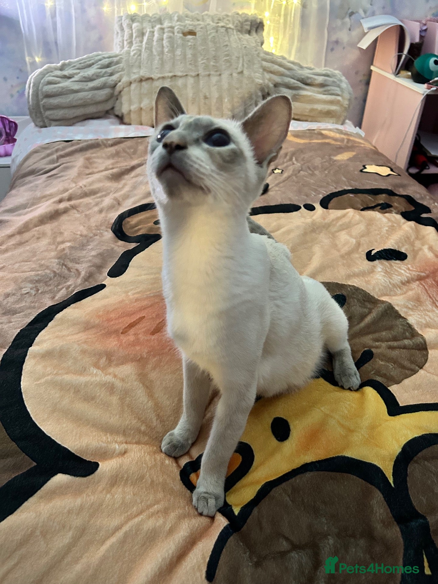 Siamese cats BSH X Lilac Point Siamese  - Advert 10