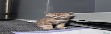 Mixed Breed Kitten 2