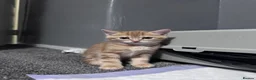 Mixed Breed cats for sale: American bobtail/tortoise shell  - Advert 13