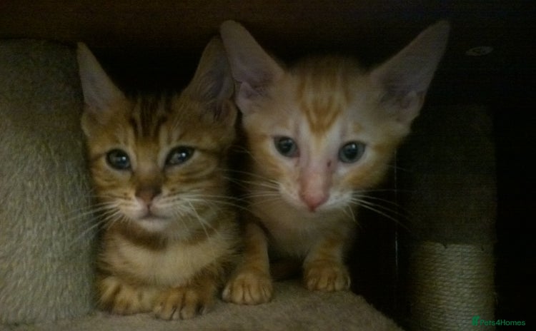 Mixed Breed cats - Advert 7