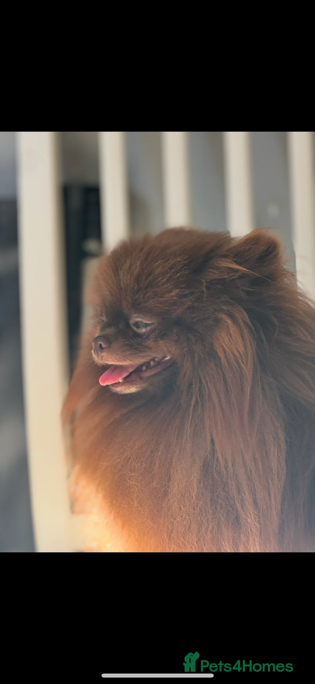 Pomeranian dogs for stud: Amazing Teddy bear chocolate boy for stud 🥰 - Advert 11