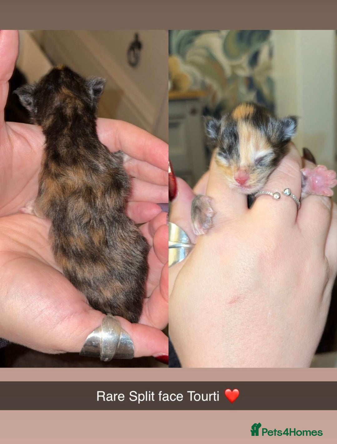 Maine Coon cats for sale: FULL BREED MAINECOONS - Advert 5