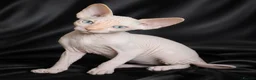 Sphynx cats for sale: Beautiful  Kittens 2 Boys & 1 Girl Available 💎 - Advert 25