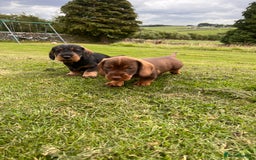 Dachshund dogs for sale: Wire haired dachshund puppies - Image 22