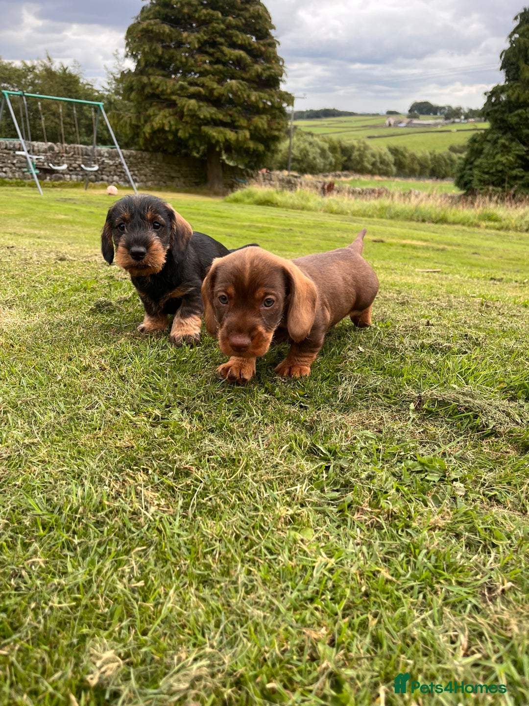 Dachshund dogs for sale: Wire haired dachshund puppies - Image 22