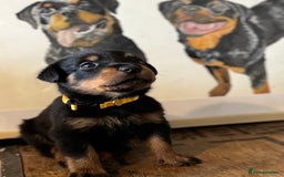 Rottweiler dogs for sale: LAST PUPS REMAINING. READY TO LEAVE  - Image 15