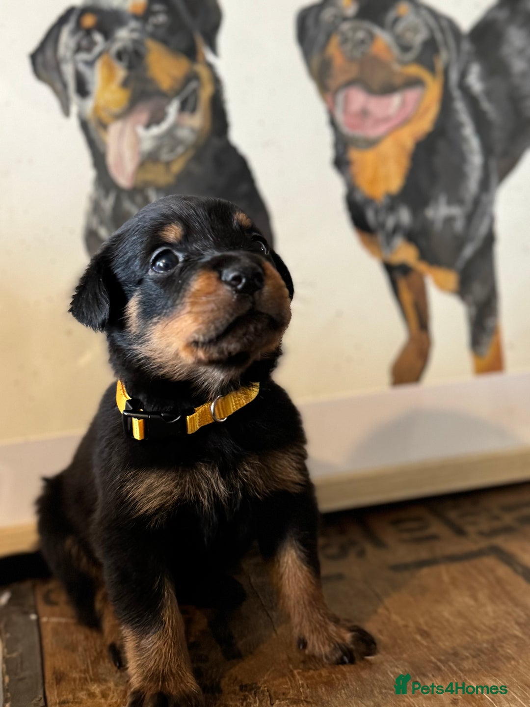 Rottweiler dogs for sale: LAST PUPS REMAINING. READY TO LEAVE  - Image 15