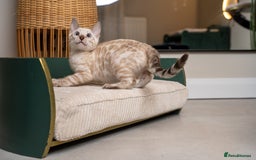 Bengal cats for sale: Frankie-Stunning Snow Bengal-TICA-Available now! - Image 37