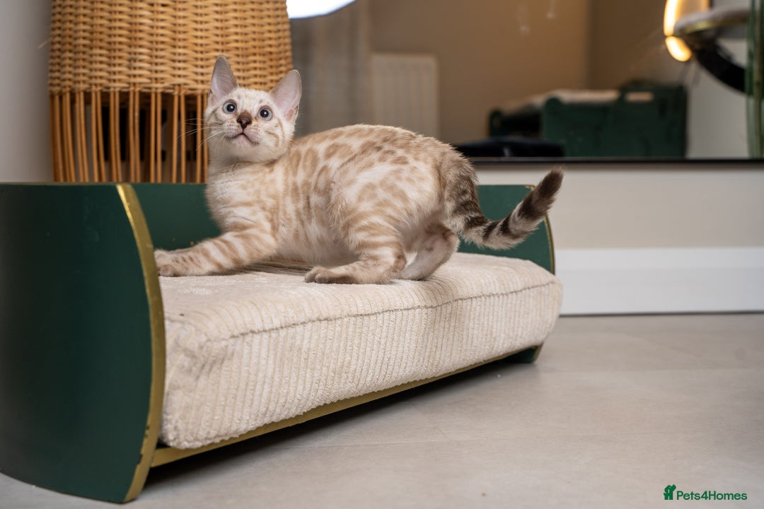 Bengal cats for sale: Frankie-Stunning Snow Bengal-TICA-Available now! - Image 37