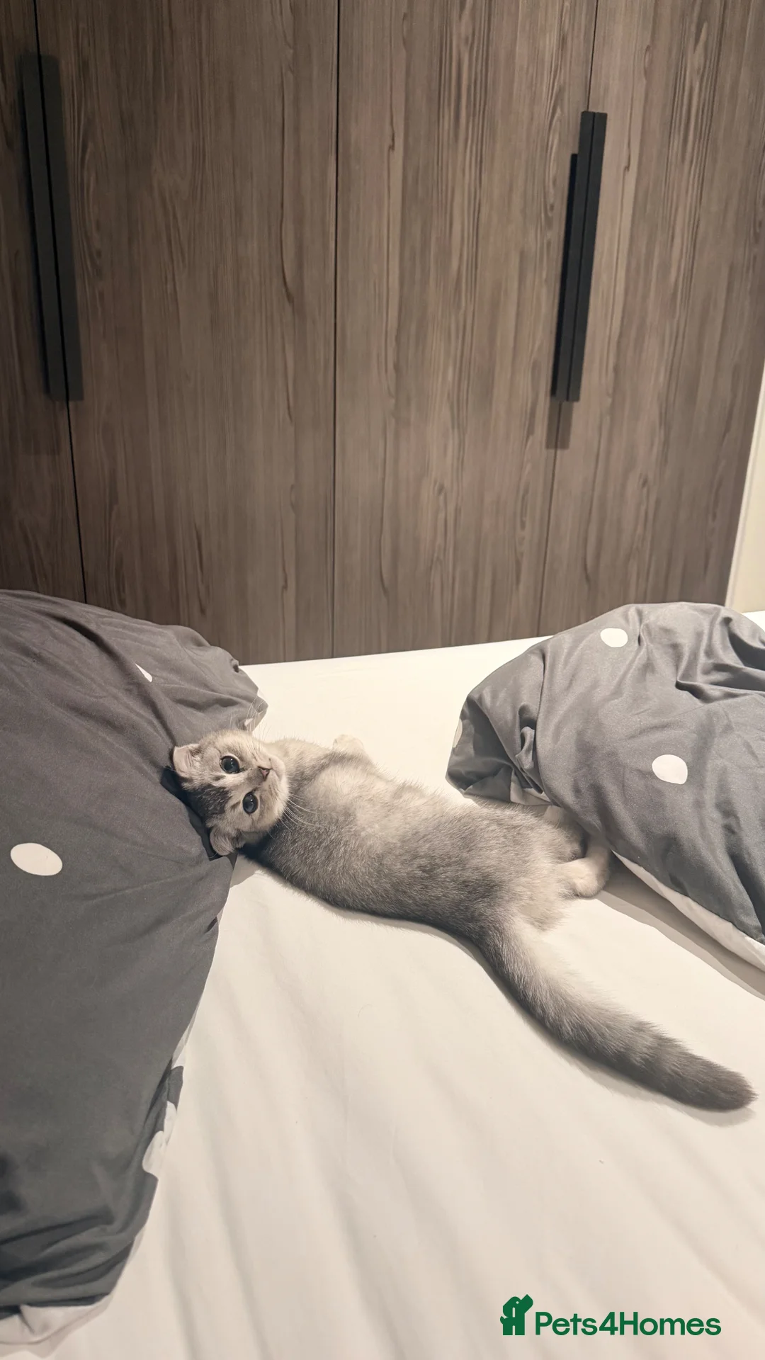 Scottish Fold cats for sale: Beautiful Scottish Fold Luca - Advert 15