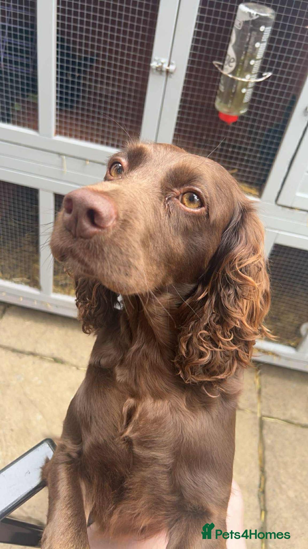 Cocker Spaniel dogs for sale: Help us rehome Female chocolate cocker spaniel  - Advert 1