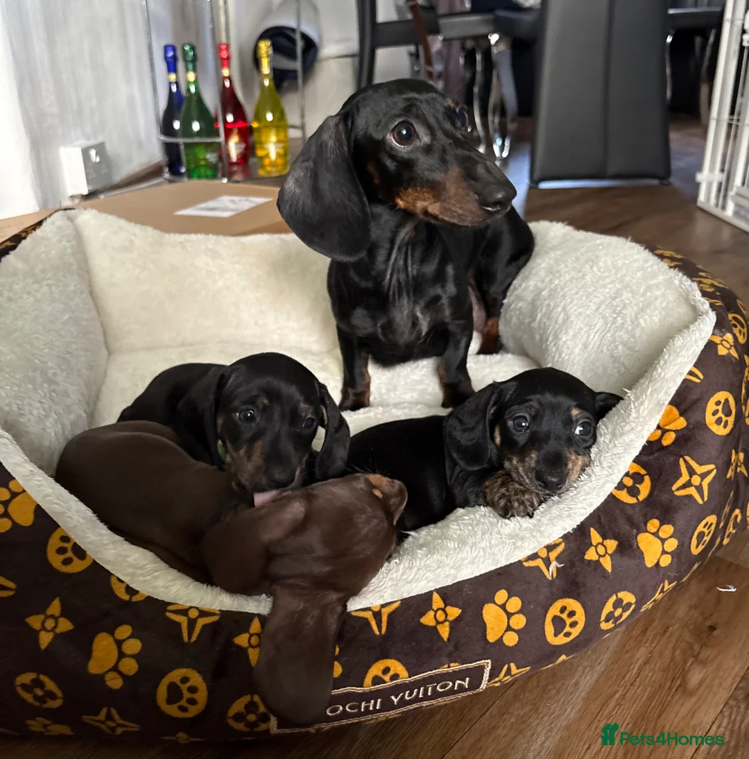 Miniature Dachshund dogs for sale: 3 mini dachshunds puppies  - Advert 9