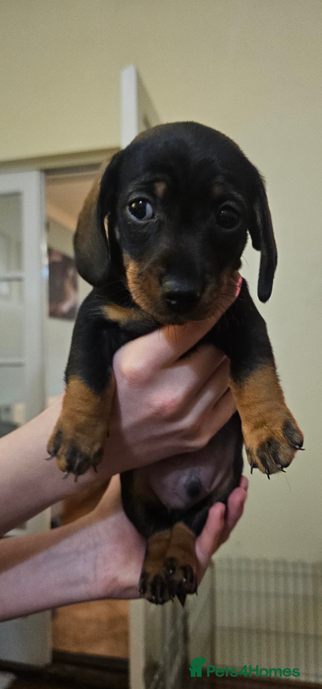 Miniature Dachshund dogs for sale: Miniature Daschund Puppies 6 Boys ONLY 2 LEFT 🩵💙 - Advert 16