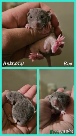 Rat rodents - Advert 6