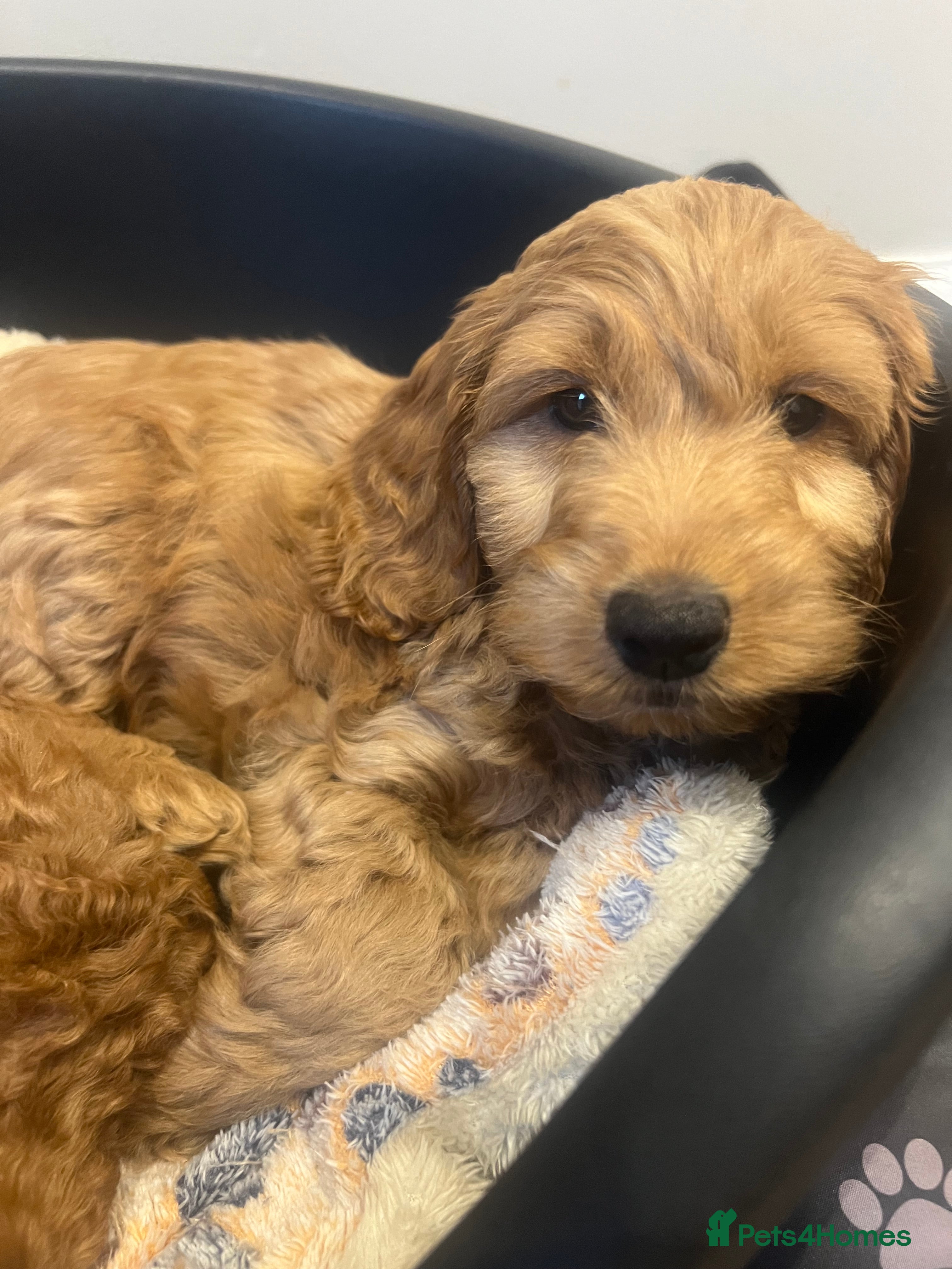 Cockapoo dogs Last girl Cockapoo ready for her new home  - Advert 16